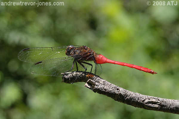 Fiery skimmer, Orthetrum villosovittatum