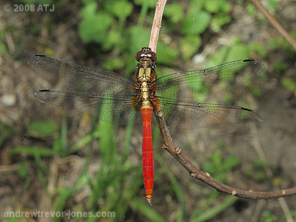 Fiery skimmer, Orthetrum villosovittatum