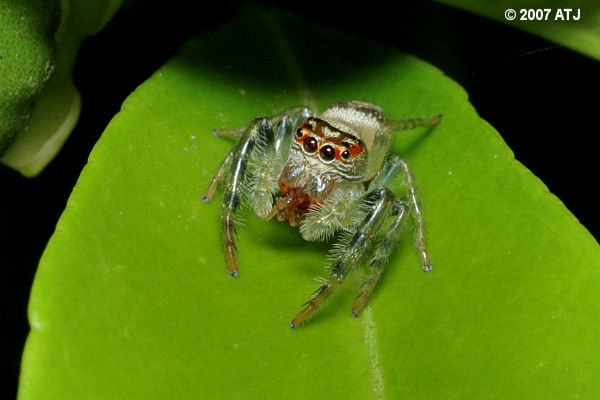 Garden jumping spider, Opisthoncus sp.