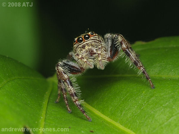 Garden jumping spider, Opisthoncus sp.