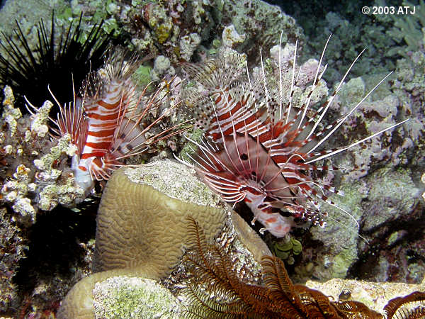 Spotfin lionfish, Pterois antennata