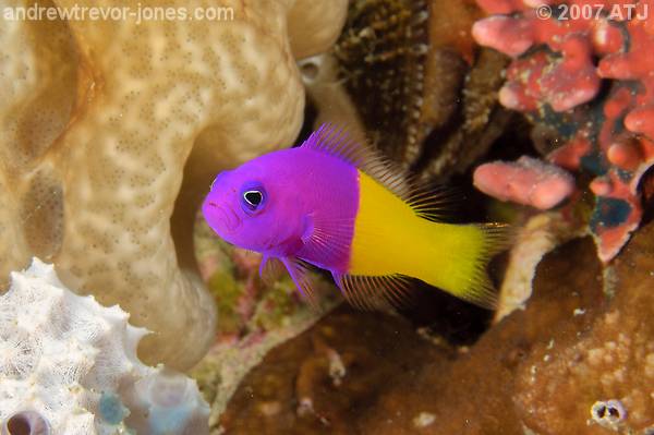 Bicoloured dottyback, Pictichromis coraliensis
