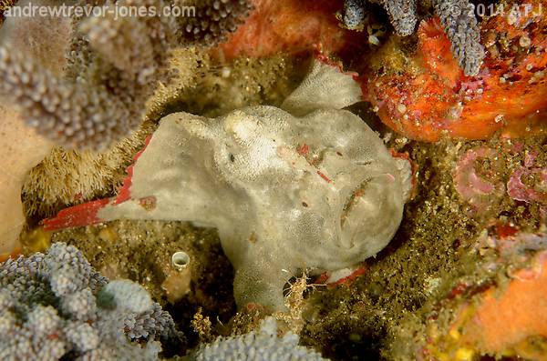 Red-fingered anglerfish, Porophryne erythrodactylus