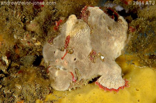 Red-fingered anglerfish, Porophryne erythrodactylus