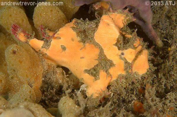 Red-fingered anglerfish, Porophryne erythrodactylus