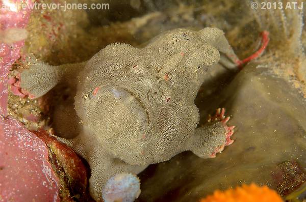Red-fingered anglerfish, Porophryne erythrodactylus