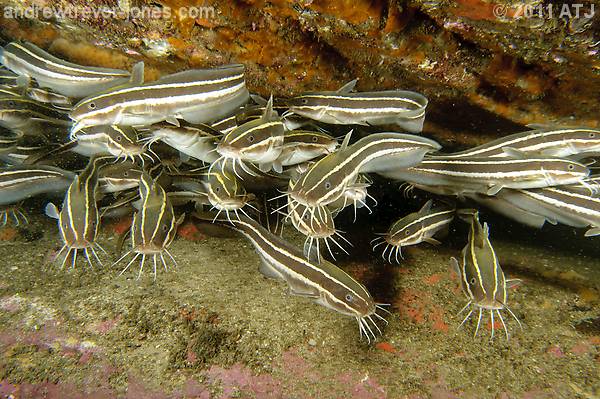 Striped catfish, Plotosus lineatus
