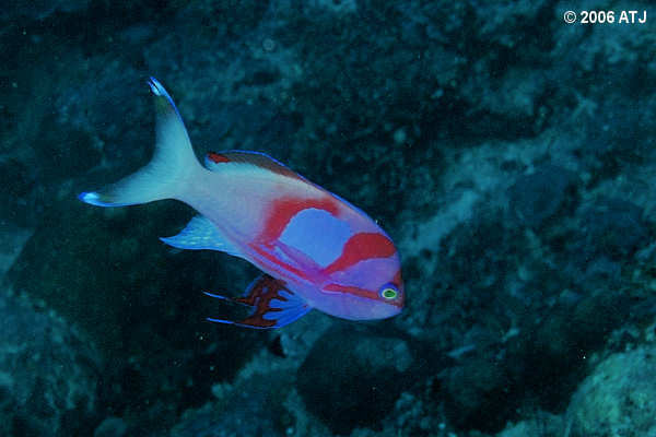 Squarespot anthias, Pseudanthias pleurotaenia