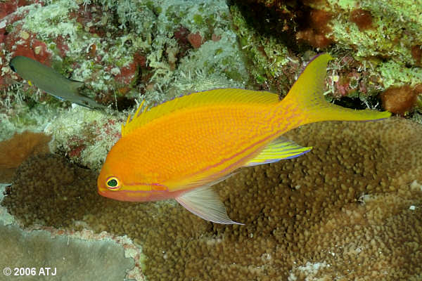 Squarespot anthias, Pseudanthias pleurotaenia