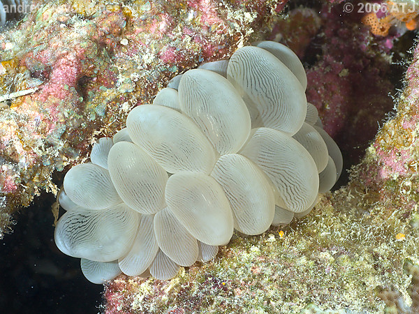 Bubble coral, Plerogyra sinuosa