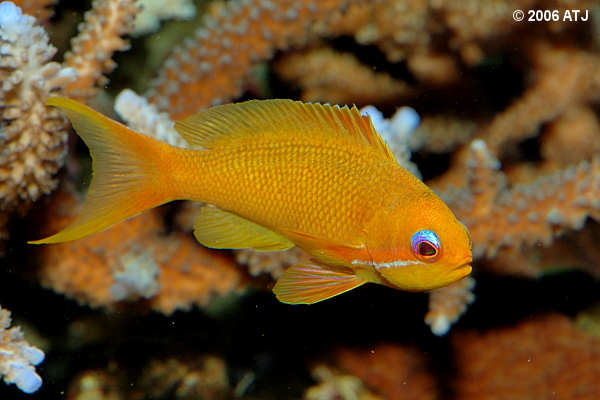 Fairy basslet, Pseudanthias squamipinnis