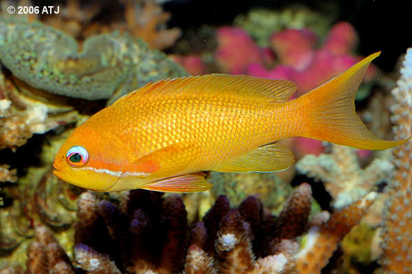 Fairy basslet, Pseudanthias squamipinnis
