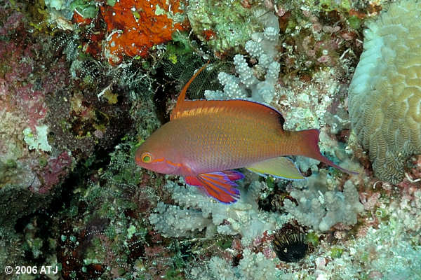 Fairy basslet, Pseudanthias squamipinnis