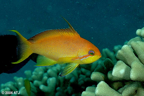 Fairy basslet, Pseudanthias squamipinnis