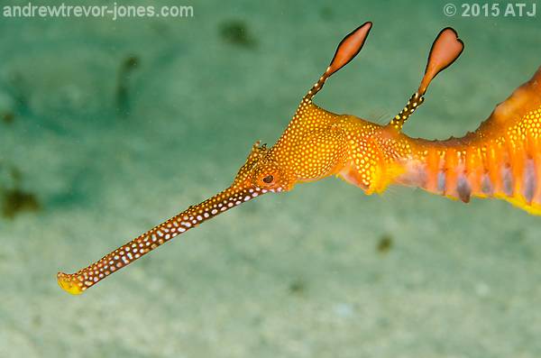 Weedy Seadragon Sightings at Kurnell *DRAFT*