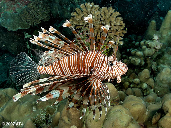 Lionfish, Pterois volitans