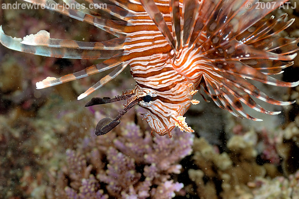 Lionfish, Pterois volitans