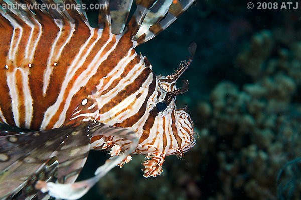 Lionfish, Pterois volitans