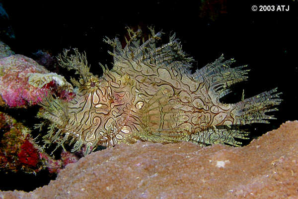 Weedy scorpionfish, Rhinopias aphanes