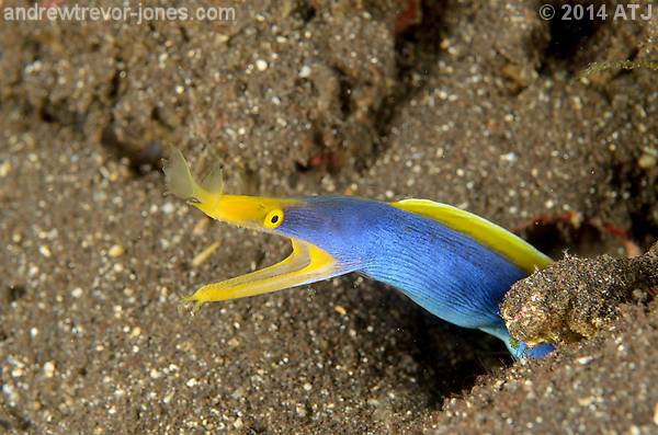 Blue-ribbon eel, Rhinomuraena quaesita