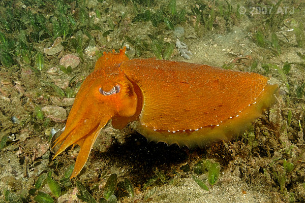 Giant cuttlefish, Sepia apama