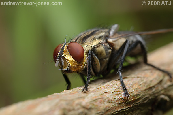 Grey-striped flesh fly, Sarcophaga aurifrons