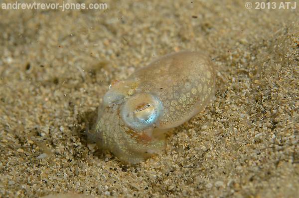 Southern bottletail squid, Sepiadarium austrinum