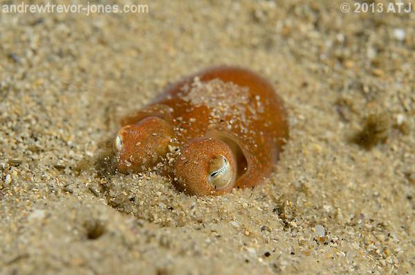 Southern bottletail squid, Sepiadarium austrinum