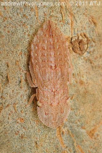 Black flat-head leafhopper nymph, Stenocotis depressa