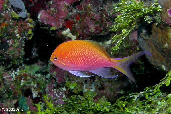 Hawk Anthias, Serranocirrhitus latus