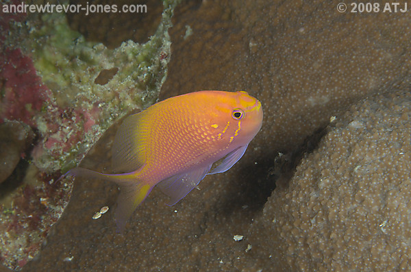 Hawk anthias, Serranocirrhitus latus