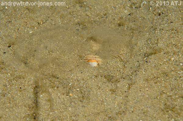 Striped pyjama squid, Sepioloidea lineolata