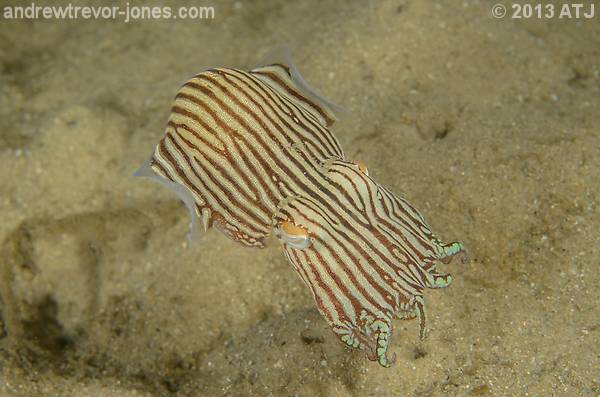 Striped pyjama squid, Sepioloidea lineolata