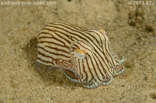 Striped pyjama squid, Sepioloidea lineolata