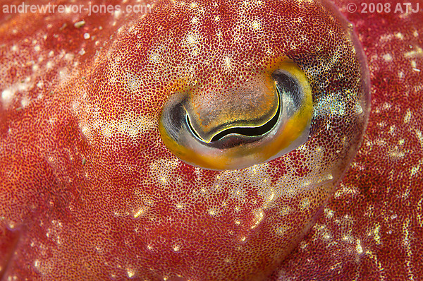 Reaper cuttlefish, Sepia mestus