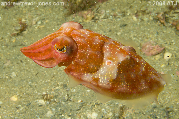 Reaper cuttlefish, Sepia mestus