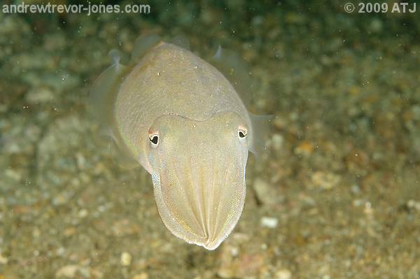 Mourning cuttlefish, Sepia plangon