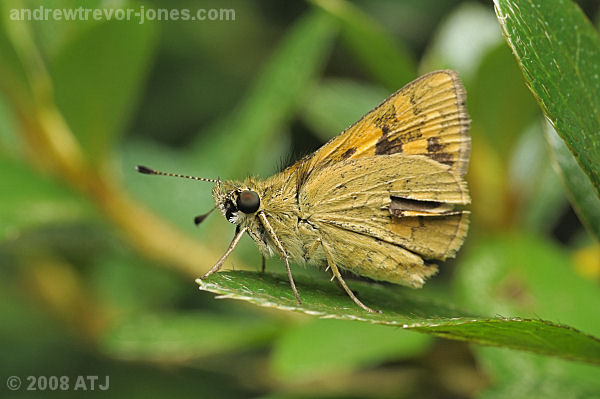 Orange dart, Suniana sunias