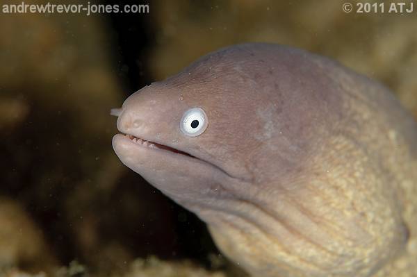 Greyface moray, Siderea thyrsoidea