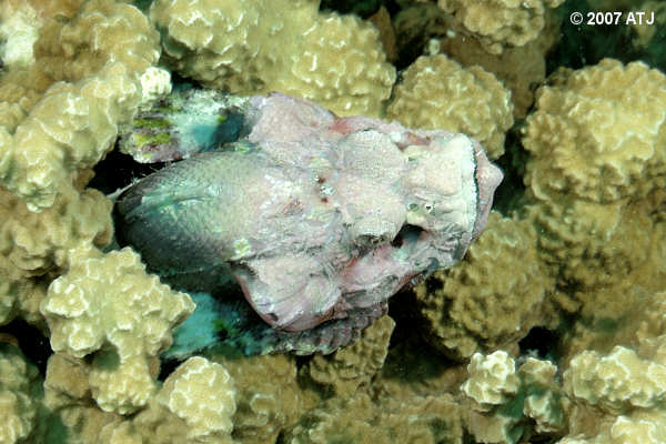 Reef stonefish, Synanceia verrucosa