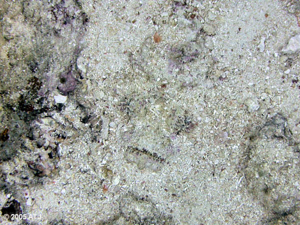Reef stonefish, Synanceia verrucosa