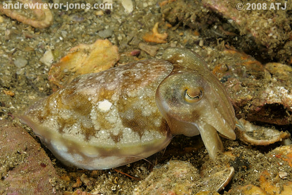 Cuttlefish at Camp Cove