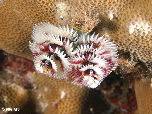 Christmas tree worm, Spirobranchus sp.