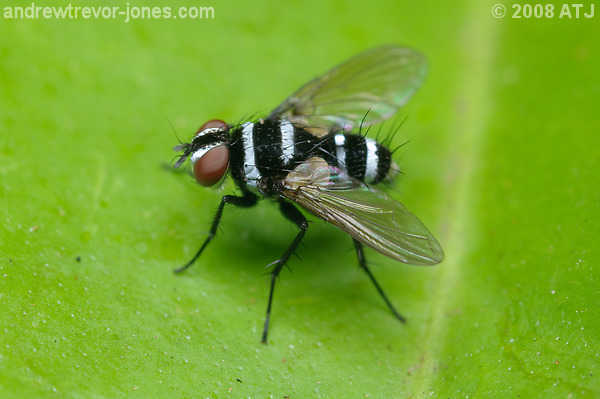 Australian leafroller tachinid, Trigonospila brevifacies