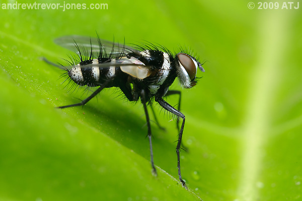 Australian leafroller tachinid, Trigonospila brevifacies