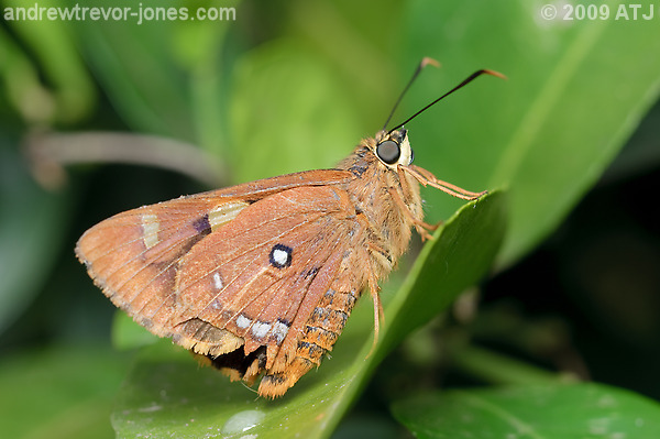 Symmomus skipper, Trapezites symmomus