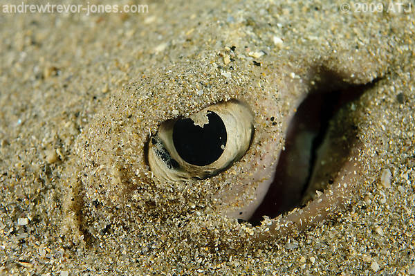 Common stingaree, Trygonoptera testacea