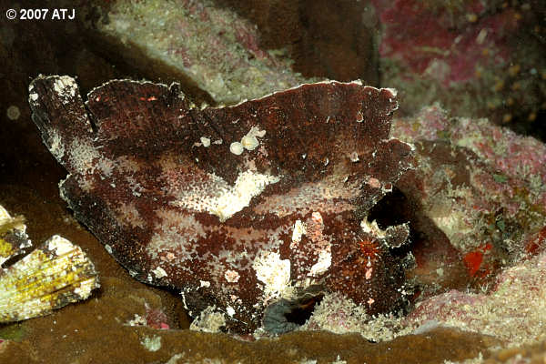 Leaf scorpionfish, Taenianotus triacanthus