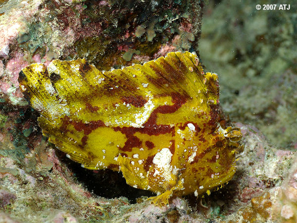 Leaf scorpionfish, Taenianotus tricanthus