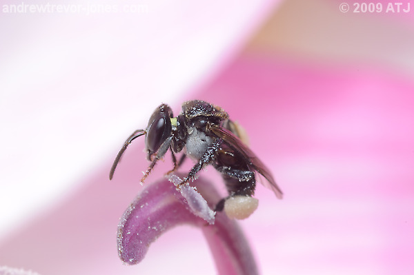 Stingless native bee, Trigona sp.